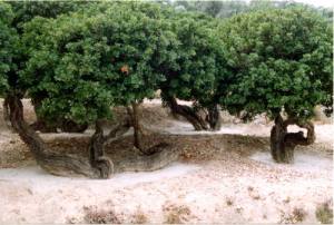mastic / mastiha tree 